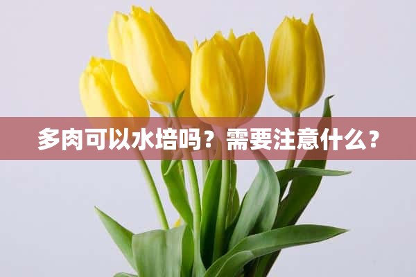 多肉可以水培吗？需要注意什么？