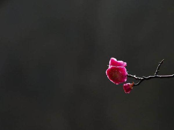 含有梅花的诗句(满满的赞美之情)-第5张图片-锐角网