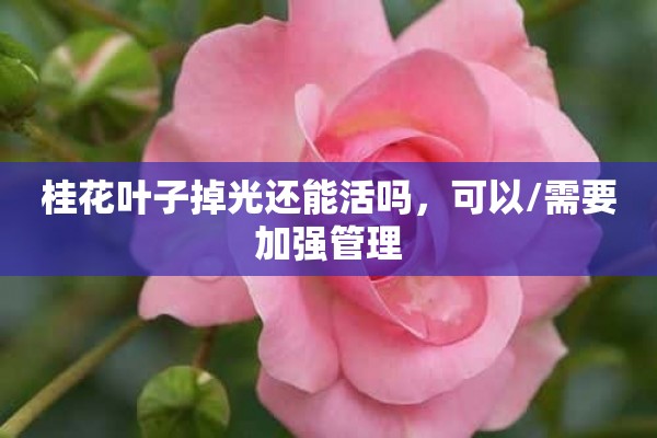 桂花叶子掉光还能活吗，可以/需要加强管理