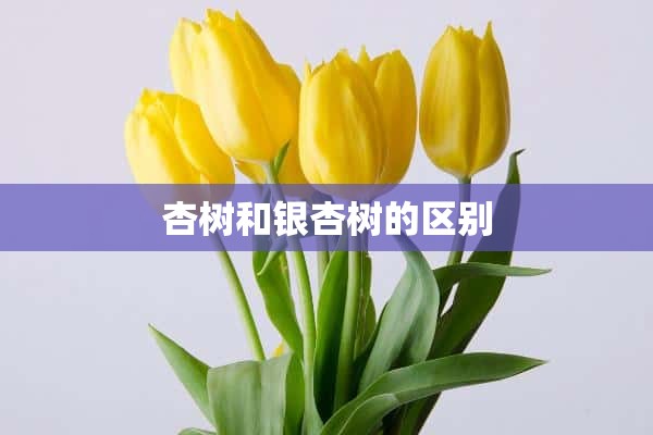 杏树和银杏树的区别