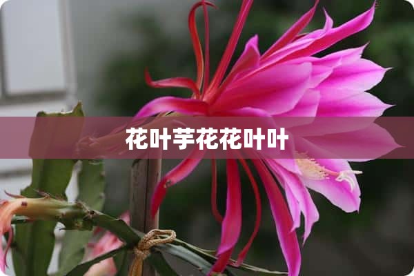 花叶芋花花叶叶