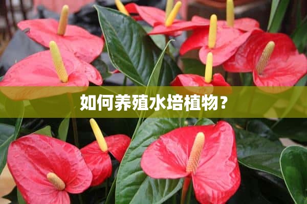 如何养殖水培植物？