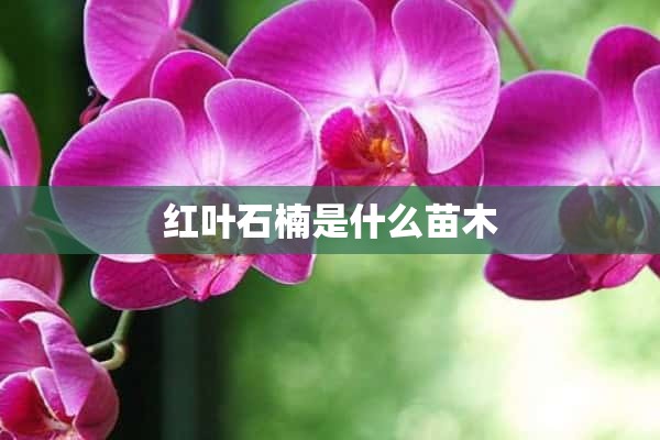 红叶石楠是什么苗木