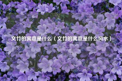 文竹的寓意是什么（文竹的寓意是什么风水） 花卉