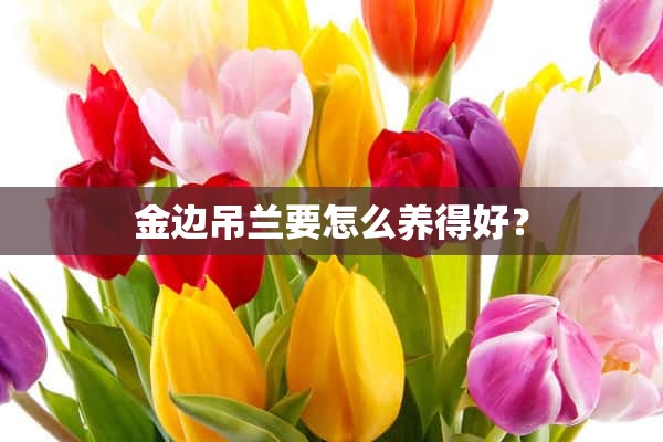 金边吊兰要怎么养得好？