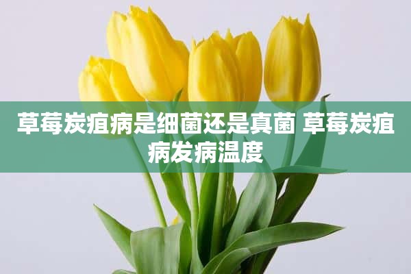 草莓炭疽病是细菌还是真菌 草莓炭疽病发病温度