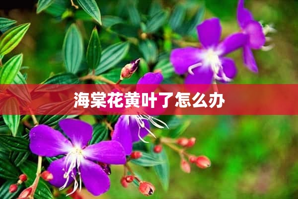 海棠花黄叶了怎么办