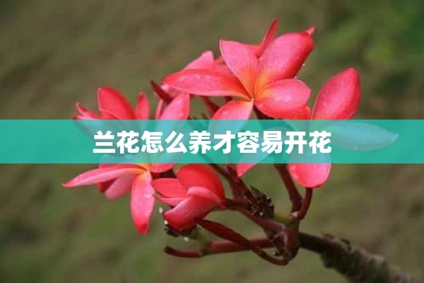 兰花怎么养才容易开花