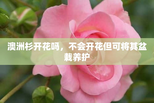 澳洲杉开花吗，不会开花但可将其盆栽养护