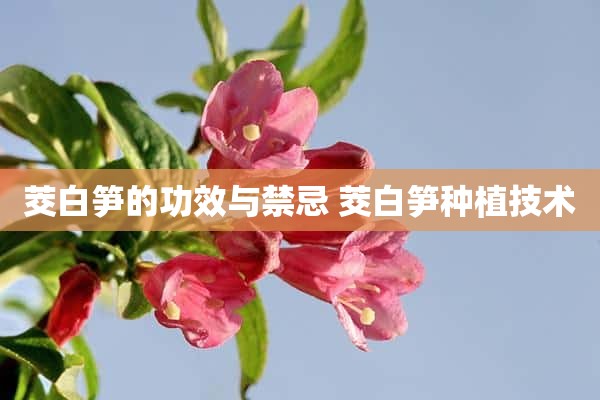 茭白笋的功效与禁忌 茭白笋种植技术