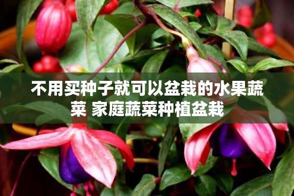 不用买种子就可以盆栽的水果蔬菜 家庭蔬菜种植盆栽