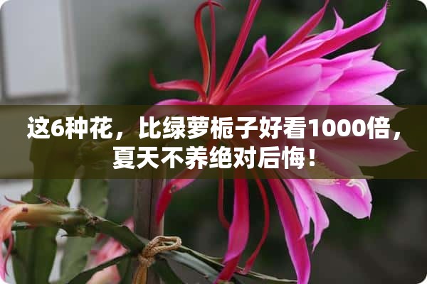 这6种花，比绿萝栀子好看1000倍，夏天不养绝对后悔！