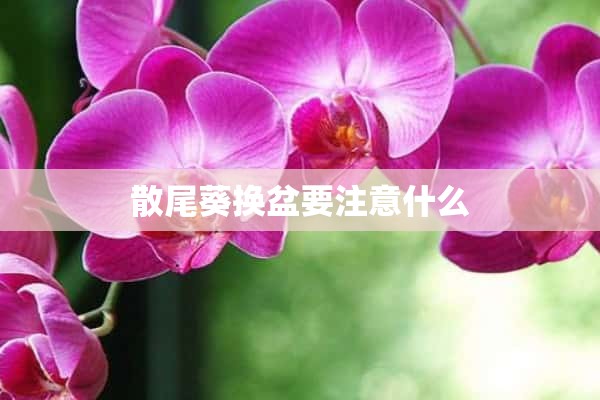 散尾葵换盆要注意什么