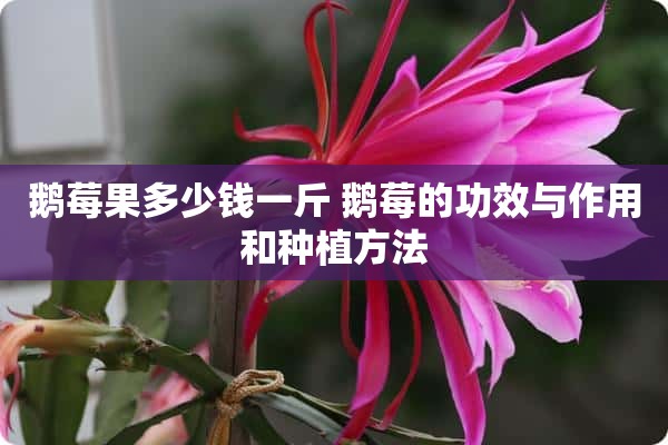 鹅莓果多少钱一斤 鹅莓的功效与作用和种植方法