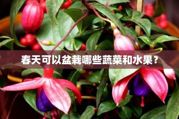 春天可以盆栽哪些蔬菜和水果？