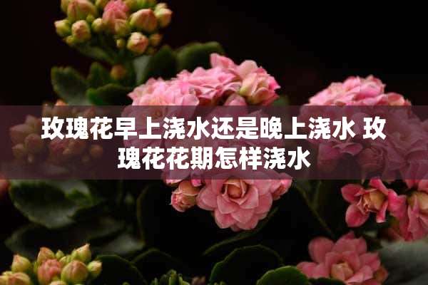 玫瑰花早上浇水还是晚上浇水 玫瑰花花期怎样浇水