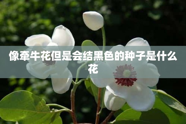 像牵牛花但是会结黑色的种子是什么花