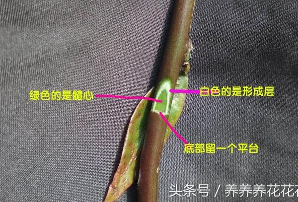 叶仙怎样嫁接蟹爪兰(用叶仙嫁接蟹爪兰的三种方法) 花卉 第4张