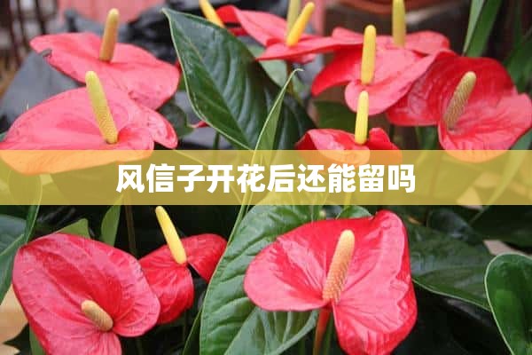 风信子开花后还能留吗