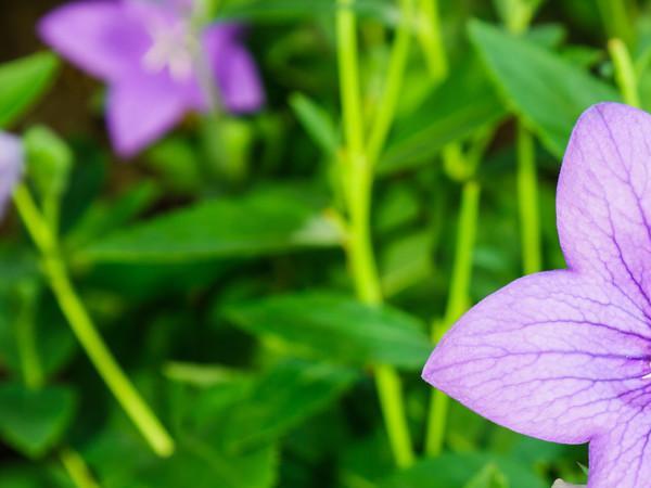 吉梗花和桔梗花(关于永恒的爱，你是从哪知道桔梗的？) 花卉 第1张