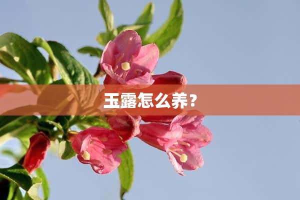 玉露怎么养？