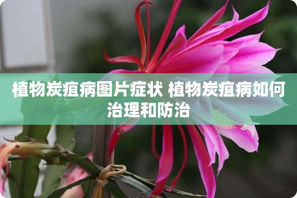 植物炭疽病图片症状 植物炭疽病如何治理和防治