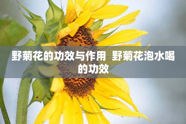 野菊花的功效与作用  野菊花泡水喝的功效