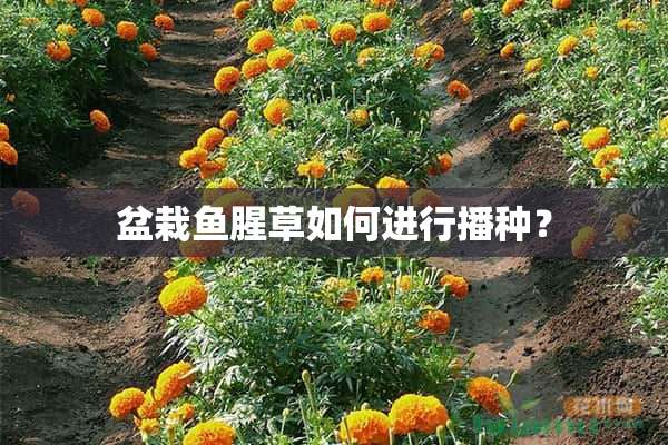 盆栽鱼腥草如何进行播种？