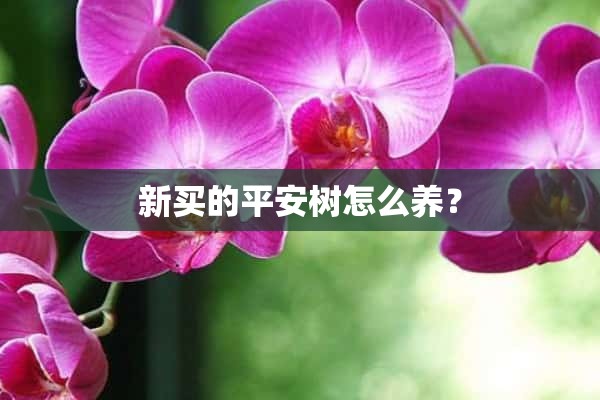 新买的平安树怎么养？