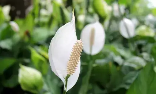 一帆风顺怎么养才能更旺盛(养植一帆风顺，叶子发黄怎么办？教你一招，叶片翠绿，花朵洁白) 花卉 第12张