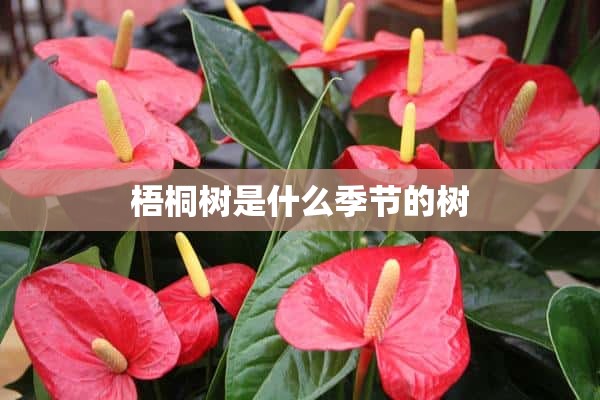 梧桐树是什么季节的树