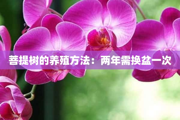 菩提树的养殖方法：两年需换盆一次