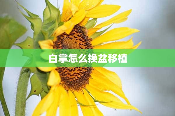 白掌怎么换盆移植