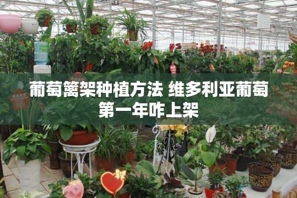 葡萄篱架种植方法 维多利亚葡萄第一年咋上架