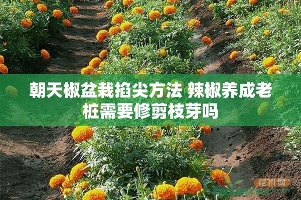 朝天椒盆栽掐尖方法 辣椒养成老桩需要修剪枝芽吗