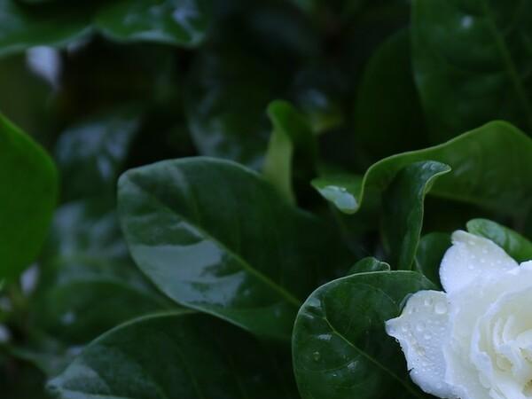 栀子花的特点(水少了还不行) 花卉 第6张