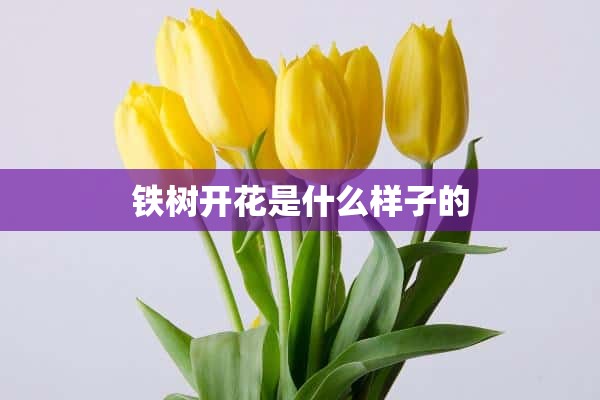 铁树开花是什么样子的