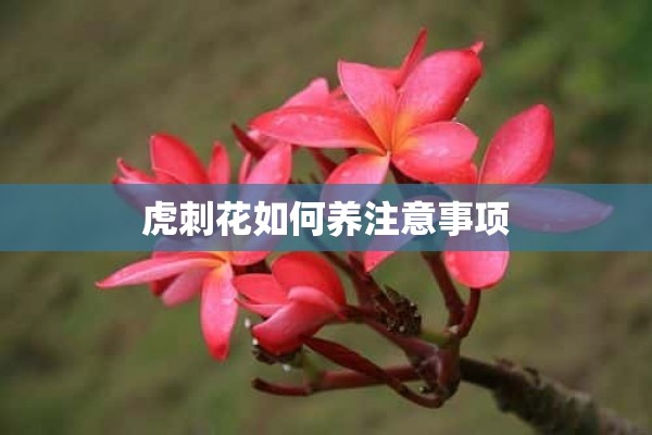 虎刺花如何养注意事项