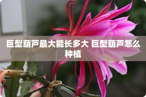 巨型葫芦最大能长多大 巨型葫芦怎么种植