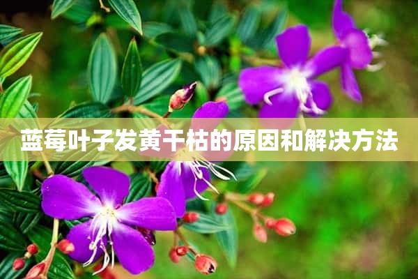 蓝莓叶子发黄干枯的原因和解决方法