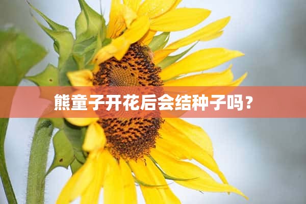 熊童子开花后会结种子吗？