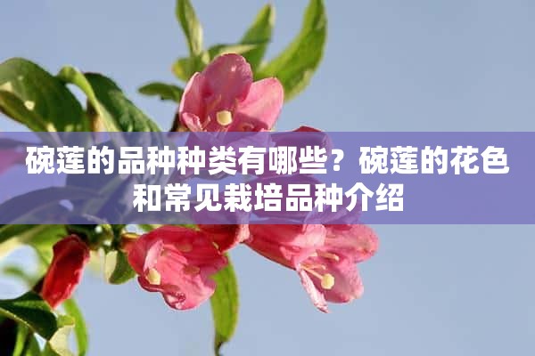 碗莲的品种种类有哪些？碗莲的花色和常见栽培品种介绍