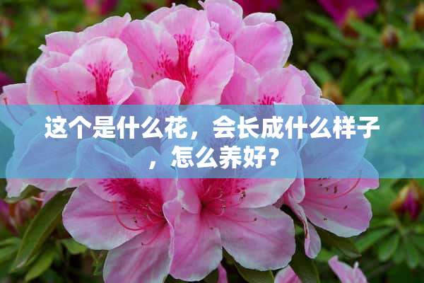 这个是什么花，会长成什么样子，怎么养好？