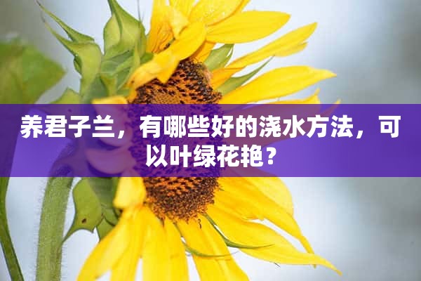 养君子兰，有哪些好的浇水方法，可以叶绿花艳？