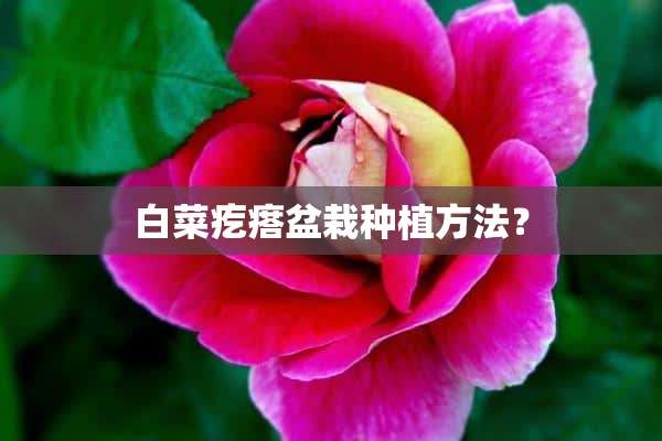 白菜疙瘩盆栽种植方法？