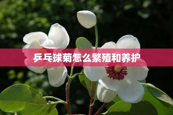 乒乓球菊怎么繁殖和养护