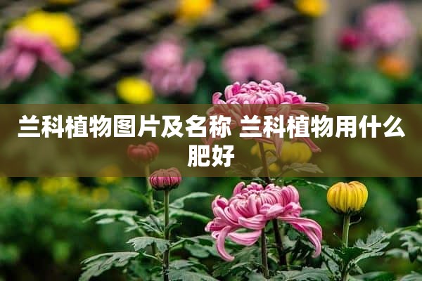 兰科植物图片及名称 兰科植物用什么肥好