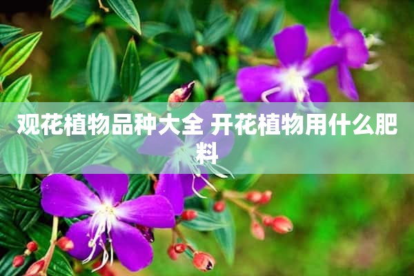 观花植物品种大全 开花植物用什么肥料