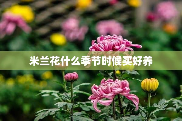 米兰花什么季节时候买好养