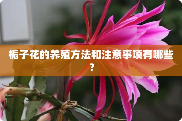 栀子花的养殖方法和注意事项有哪些？